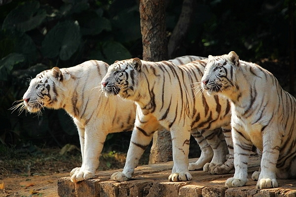 1231560121898_mthumb